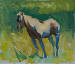 "Paint Horse"